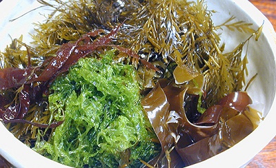 海藻.jpg